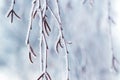 Birch branches with earrings covered with snow and frost  in winter on a blurred background Royalty Free Stock Photo