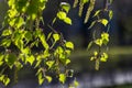 Birch branches, earrings and first leaves glow in sun on May evening. Spring mood. Dark background. Contrasts Royalty Free Stock Photo