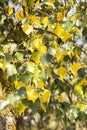 Birch branches with fresh bright green, yellow leaves background. Birch tree. sunny day Royalty Free Stock Photo