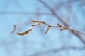 Birch branches Royalty Free Stock Photo