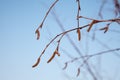 Birch branches Royalty Free Stock Photo