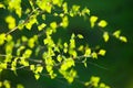 Birch branches Royalty Free Stock Photo