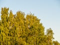 Birch branches with green leaves in spring or summer on blue sky background Royalty Free Stock Photo