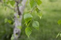 Birch branches with green young juicy foliage and ladybug in sunlight with soft focus outdoors in nature in spring Royalty Free Stock Photo