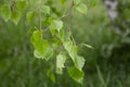 Birch branches with green young juicy foliage and ladybug in sunlight with soft focus outdoors in nature in spring Royalty Free Stock Photo