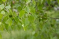 Birch branches with green young juicy foliage and ladybug in sunlight with soft focus outdoors in nature in spring Royalty Free Stock Photo