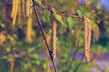 Beautiful birch leaves and new birch branches. Royalty Free Stock Photo