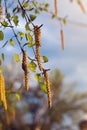 Birch branches, large background and green leaves.