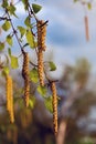 Birch branches, large background and green leaves.