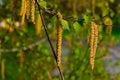 Birch branches, large background and green leaves.