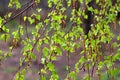 Birch branches with many green leaves in summer season after the rain Royalty Free Stock Photo