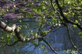 Birch branches over lake Royalty Free Stock Photo