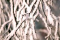 Birch branches with rime