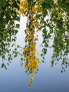 Birch branches with small yellow and green leaves over the blue water of lake Royalty Free Stock Photo