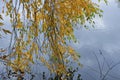 Birch branches with small yellow and green leaves over the gray water Royalty Free Stock Photo