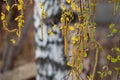 birch branches with swollen Golden buds with earrings covered Royalty Free Stock Photo