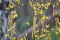 birch branches with swollen Golden buds with earrings covered Royalty Free Stock Photo