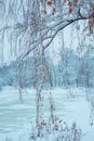 Birch branches in the winter park Royalty Free Stock Photo