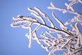 Birch branches winter rime nature