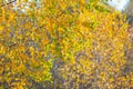 Birch branches with yellow autumn leaves on a blue sky background Royalty Free Stock Photo