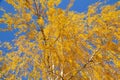Birch branches with yellow autumn leaves on a blue sky background Royalty Free Stock Photo