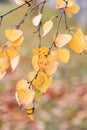 birch branches with yellow leaves. autumn landscape. yellow leaves in nature Royalty Free Stock Photo