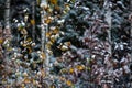 Birch branches with yellow leaves in the snow. First snow. Blurred background. Autumn day Royalty Free Stock Photo