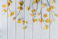 Birch branches with yellow leaves  on white retro wood boards. background. Autumn, fall concept. Flat lay, top view Royalty Free Stock Photo