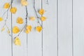 Birch branches with yellow leaves  on white retro wood boards. background. Autumn, fall concept. Flat lay, top view Royalty Free Stock Photo