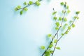 Birch branches with young small leaves on blue background with copy space, frame or border. Empty place for text and products.