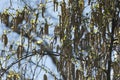 birch brenches in springtime