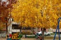 Birch with bright yellow autumn leaves in the yard of a house Royalty Free Stock Photo