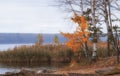 birch with bright yellow leaves on the lake in autumn .in Karelia Russia