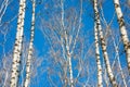 Birch Royalty Free Stock Photo