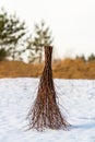 Birch broom Royalty Free Stock Photo