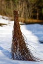 Birch broom Royalty Free Stock Photo