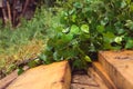 Birch broom lying on brown wooden porch Royalty Free Stock Photo