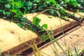 Birch broom lying on brown wooden porch Royalty Free Stock Photo