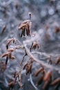 Birch buds in ice. Frost on the branches. Early winter. Frost on the plants Royalty Free Stock Photo