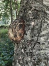 birch burl, a growth on a tree trunk