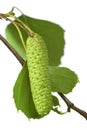 Birch catkin Royalty Free Stock Photo