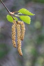 Birch catkin Royalty Free Stock Photo