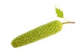 Birch catkin