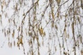 Birch catkins