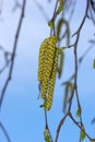 Birch catkins