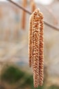 Birch catkins close-up Royalty Free Stock Photo