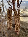 Birch catkins close-up, landscape in early spring Royalty Free Stock Photo