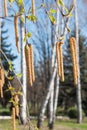 Birch catkins3