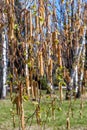 Birch catkins