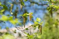 Birch catkins with green leaves at tree branches. Spring background with branch of birch catkins. Spring allergy concept Royalty Free Stock Photo